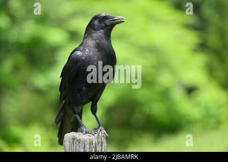 Nahaufnahme einer amerikanischen Krähe (Corvus brachyrhynchos) in Cades Cove of Great Smoky Mountains, TN, USA im frühen Frühjahr Stockfoto