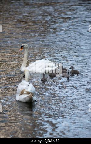 Ein Paar Schwäne mit ihrer Cygnet-Familie Stockfoto