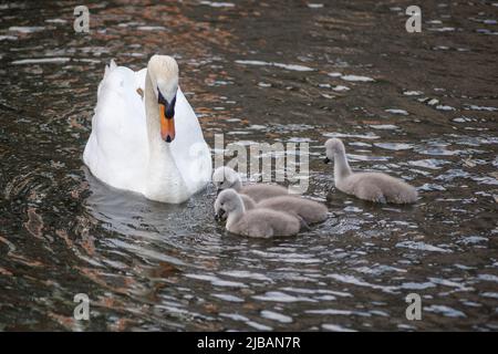 Swan und Cygnets Stockfoto