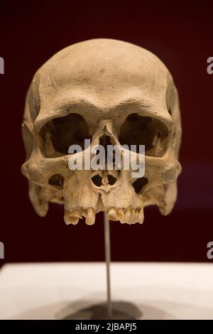 Leiden, Niederlande - 07. AUG 2021: Ein alter menschlicher Schädel aus dem alten Malta. Stockfoto