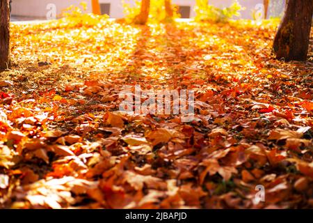 Herbstsonniger Tag im Park mit trockenen herbstlichen Blättern und Schatten von Bäumen. Jahreszeiten und Schönheit der Natur, selektiver Fokus. Stockfoto
