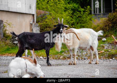 Schwarz-weiße Ziege mit großen Hörnern Stockfoto