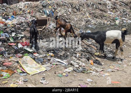 Delhi, Delhi, Indien. 4.. Juni 2022. Ziegen fressen am Vorabend des Weltumwelttages in Neu Delhi Müll aus einer Müllhalde in Taimoor Nagar. (Bild: © Kabir Jhangiani/Pacific Press via ZUMA Press Wire) Stockfoto