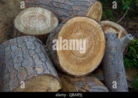 Ein Haufen Brennholz Protokolle und Stumps, die Ressourcen der Holzschneidindustrie Stockfoto