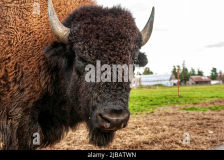 Nahaufnahme des amerikanischen büffellins-Feldes, das auf die Kamera eingeht Stockfoto