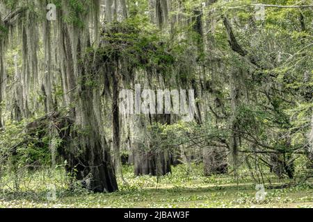 Atchafalaya Swamp in Louisiana Stockfoto