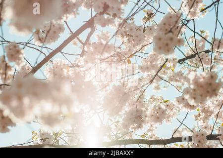 Selektiver Fokus von schönen Zweigen rosa Kirschblüten auf dem Baum unter blauem Himmel, schöne Sakura Blumen während der Frühjahrssaison im Park, F Stockfoto