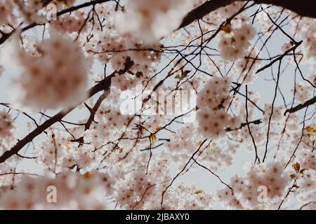 Selektiver Fokus von schönen Zweigen rosa Kirschblüten auf dem Baum unter blauem Himmel, schöne Sakura Blumen während der Frühjahrssaison im Park, F Stockfoto