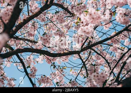 Selektiver Fokus von schönen Zweigen rosa Kirschblüten auf dem Baum unter blauem Himmel, schöne Sakura Blumen während der Frühjahrssaison im Park, F Stockfoto