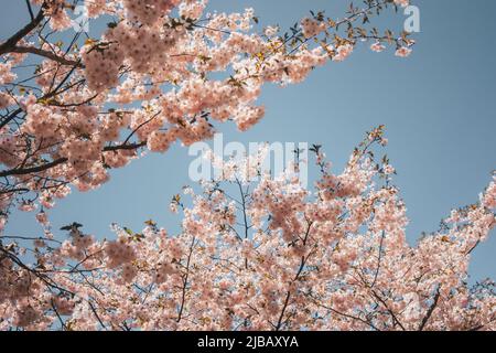 Selektiver Fokus von schönen Zweigen rosa Kirschblüten auf dem Baum unter blauem Himmel, schöne Sakura Blumen während der Frühjahrssaison im Park, F Stockfoto