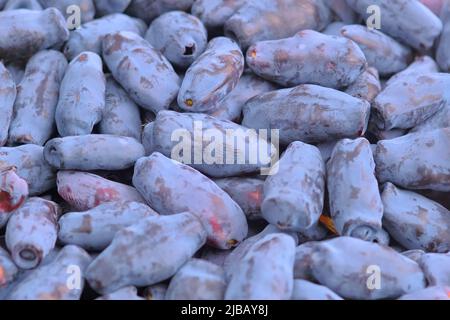 Frisches, rohes blaues Geißbauch Stockfoto