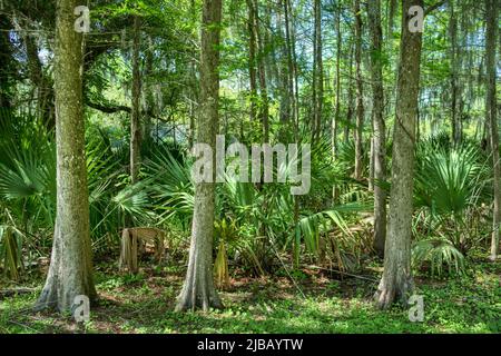 Jungle Gardens von Avery Island Louisiana Stockfoto