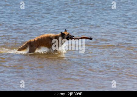 Der belgische Schäferhund auch als belgischer Schäferhund oder Chien de Berger Belge bekannt. Ein Hund läuft im seichten Wasser am Ufer des Lake Michigan. Stockfoto