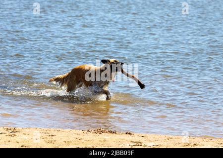 Der belgische Schäferhund auch als belgischer Schäferhund oder Chien de Berger Belge bekannt. Ein Hund läuft im seichten Wasser am Ufer des Lake Michigan. Stockfoto