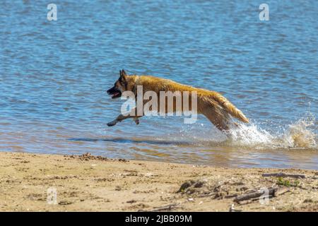 Der belgische Schäferhund auch als belgischer Schäferhund oder Chien de Berger Belge bekannt. Ein Hund läuft im seichten Wasser am Ufer des Lake Michigan. Stockfoto