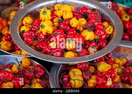 Würzige, scharfe, bunte Chilischoten, Capsicum chinense, auf einem Stand auf dem Shepherd's Bush Markt zu sehen Stockfoto