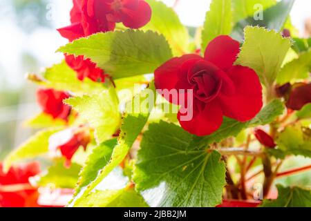 Rote Blumen im Vordergrund an einem sonnigen Tag Stockfoto