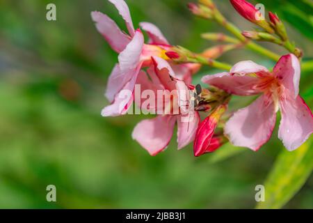 Rosa Lilien im Vordergrund mit gelben Insekten, die Pollen sammeln Stockfoto