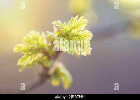 Neue Eichenholzblätter am Ast, sonniger Frühlingsmorgen, Naturhintergrund Stockfoto