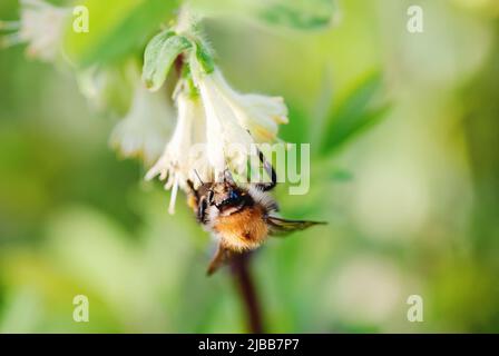Hummel sammelt im Frühjahr Nektar von Sweetberry Honigsucle Blüten Stockfoto