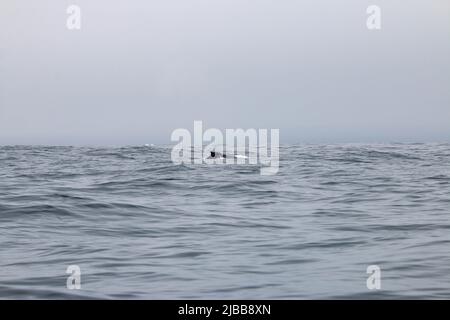 Walbeobachtung im Norden von neufundland, St. Anthonys Stockfoto