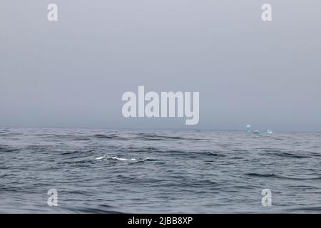 Walbeobachtung im Norden von neufundland, St. Anthonys Stockfoto