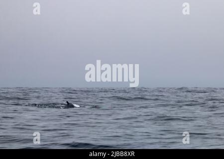 Walbeobachtung im Norden von neufundland, St. Anthonys Stockfoto