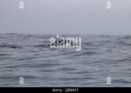 Walbeobachtung im Norden von neufundland, St. Anthonys Stockfoto