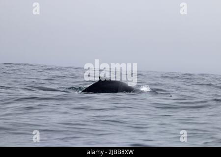 Walbeobachtung im Norden von neufundland, St. Anthonys Stockfoto