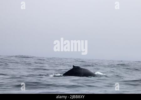 Walbeobachtung im Norden von neufundland, St. Anthonys Stockfoto