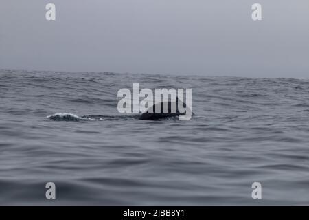 Walbeobachtung im Norden von neufundland, St. Anthonys Stockfoto