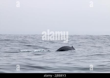 Walbeobachtung im Norden von neufundland, St. Anthonys Stockfoto