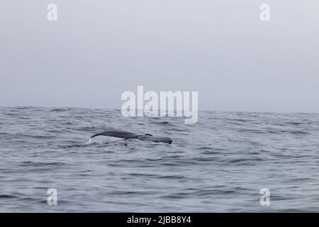 Walbeobachtung im Norden von neufundland, St. Anthonys Stockfoto