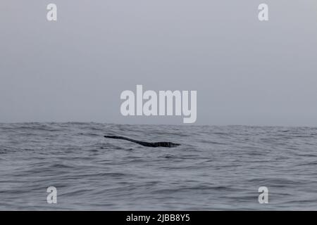 Walbeobachtung im Norden von neufundland, St. Anthonys Stockfoto