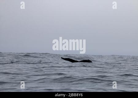 Walbeobachtung im Norden von neufundland, St. Anthonys Stockfoto