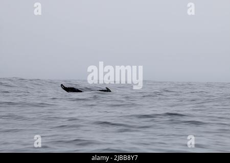 Walbeobachtung im Norden von neufundland, St. Anthonys Stockfoto