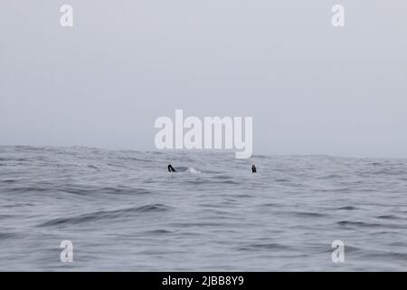 Walbeobachtung im Norden von neufundland, St. Anthonys Stockfoto