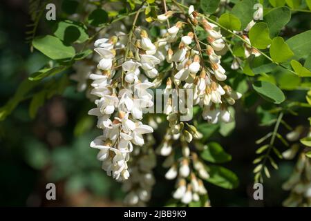Robinia pseudoakacia, schwarze Johannisbeer, weiße Blüten auf Zweig, Nahaufnahme selektiver Fokus Stockfoto