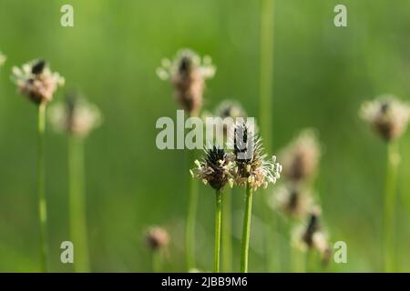 Plantago lanceolata, Spitzwegerich blüht auf der Wiese in der Nähe selektiver Fcus Stockfoto
