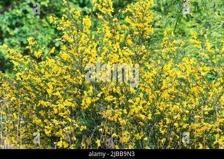 Cytisus scoparius, gewöhnlicher Besen mit gelben Blüten Stockfoto