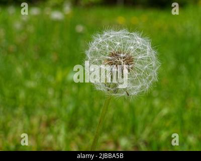Dandelionssamen Kopf in einer Weide. Quebec, Kanada Stockfoto
