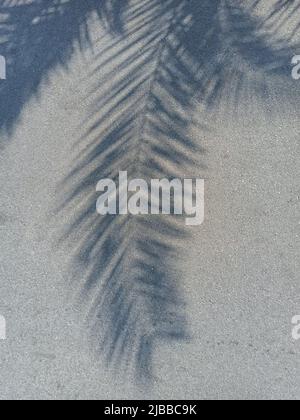 Palmblattsilhouette am Boden bei sonnigem Tag Stockfoto