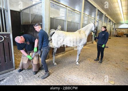 Gomadingen, Deutschland. 25.. Mai 2022. Ein Hufschmied arbeitet an einem Pferdehufe, um ihn zu schuhen. Das Haupt- und Landgestüt Marbach ist mehr als 500 Jahre alt. Im Laufe der Zeit waren viele Anpassungen notwendig und neue Aufgaben wurden hinzugefügt. Neben der Erhaltung gefährdeter Pferderassen gibt es noch weitere Herausforderungen. (To dpa: Marbach State Stud Faces Cuts - Generationswechsel, Öko und KI) Quelle: Bernd Weißbrod/dpa/Alamy Live News Stockfoto