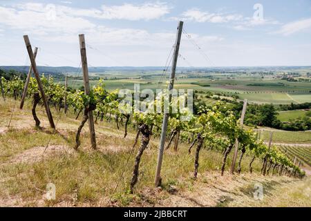 Ipsheim, Deutschland. 03.. Juni 2022. Auf einem Hügel in einem Weinberg sind zahlreiche Reihen von Reben zu sehen. Quelle: Matthias Balk/dpa/Alamy Live News Stockfoto