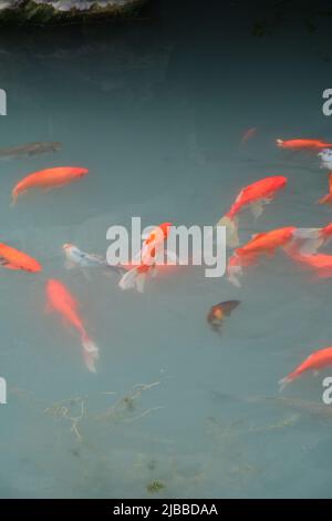 Schicke Goldfische in einem Teich im Suzhou Park Stockfoto