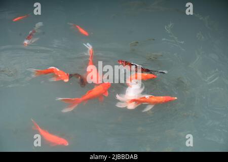 Schicke Goldfische in einem Teich im Suzhou Park Stockfoto