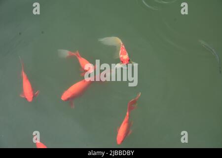 Schicke Goldfische in einem Teich im Suzhou Park Stockfoto