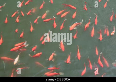 Schicke Goldfische in einem Teich im Suzhou Park Stockfoto