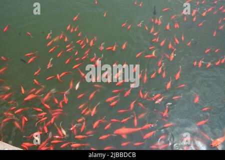 Schicke Goldfische in einem Teich im Suzhou Park Stockfoto