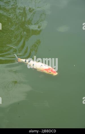 Schicke Goldfische in einem Teich im Suzhou Park Stockfoto